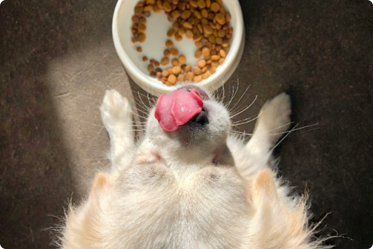 Why New Zealand Dog Food Hits Different (And Why Your Dog Deserves It)