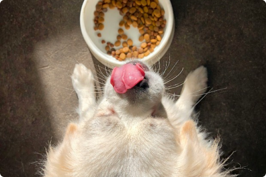 Why New Zealand Dog Food Hits Different (And Why Your Dog Deserves It)
