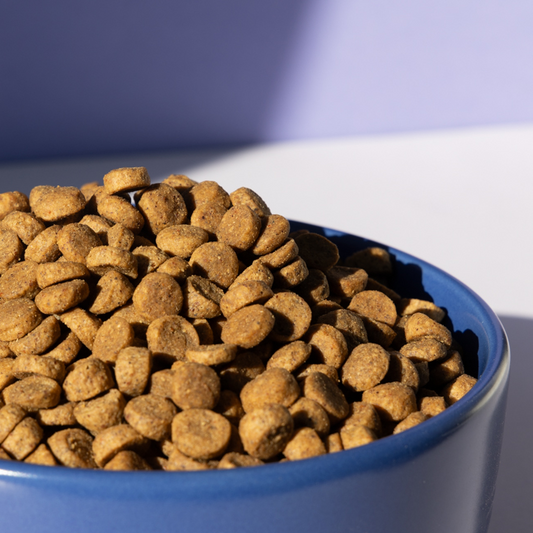 Why Are Some Dogs Fussy Eaters? (And Why It’s Not Just a Dog Thing)
