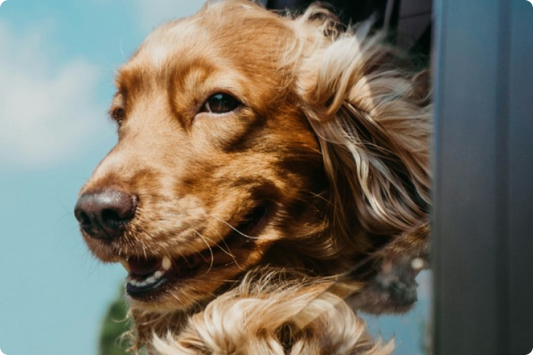 How to Show Your Dog You Love Them