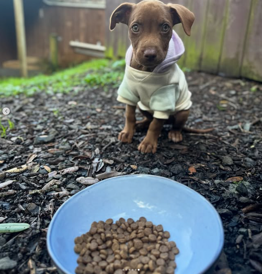 Dear Dog Parent: Yes, Your Dog’s Poos Really Do Say a Lot