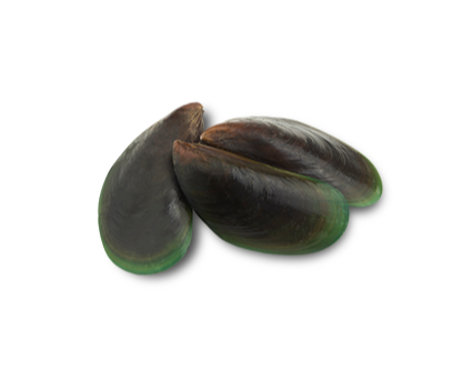 NZ Green Lipped Mussels