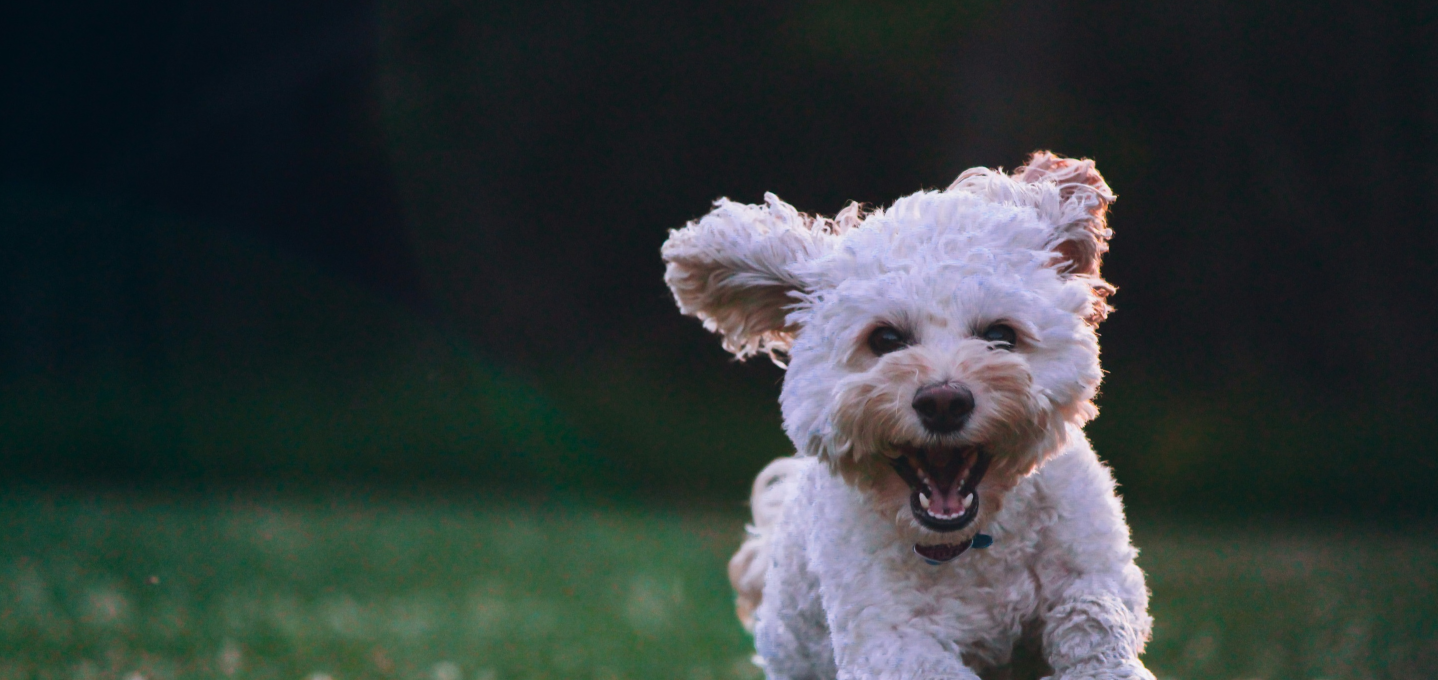 Here's what we've learnt from serving 500,000+ meals at K9 Heaven