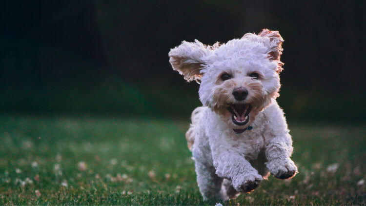 Here's what we've learnt from serving 500,000+ meals at K9 Heaven
