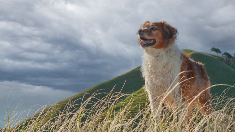 Why We Started Happy Hour (And What It’s Taught Us About Dogs and Life)